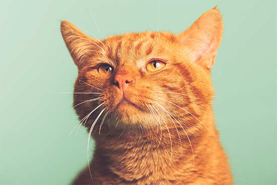 omschrijving van de afbeelding