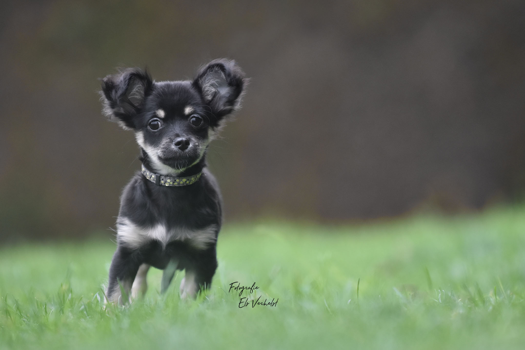 omschrijving van de afbeelding